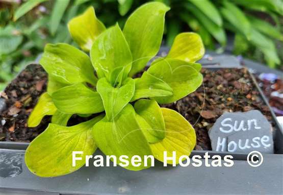 Hosta Sun Mouse - Fransen Hostas